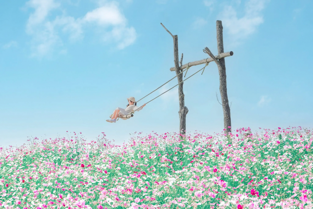 2022-@kappa_niichanさん撮影　コスモスブランコ２-scaled